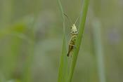 vldsprinkhaan (acrididae sp)